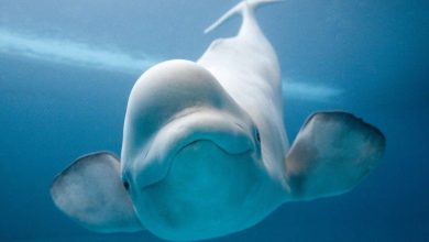 من هو النبي الذي ابتلعه الحوت عليه السلام