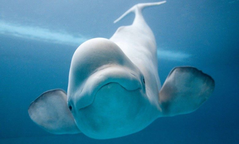 من هو النبي الذي ابتلعه الحوت عليه السلام